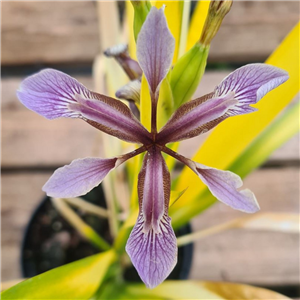 Iris Foetidissima 'Aurea'